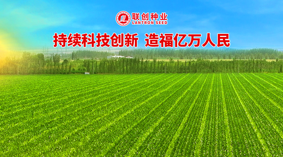聯創種業控股黑龍江乾吉耕耘，南北協同驅動中國玉米種業新格局